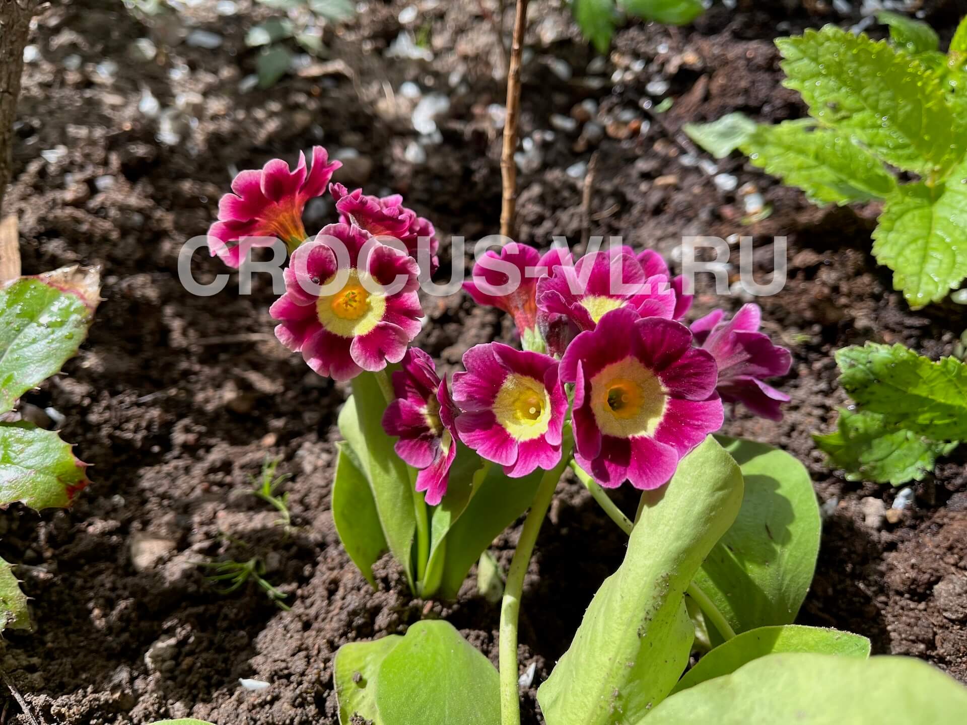 Примула ушковая «Сангрия»